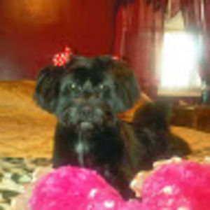 Meet your Posher, Elsa